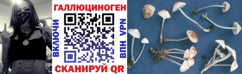 дарк нет телеграм  Балабаново  Псилоцибиновые грибы GOLDEN TEACHER 